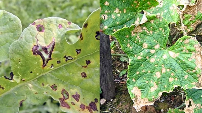 Top 6 Bệnh Rau Màu Thường Gặp