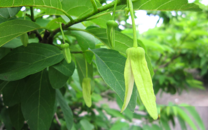 Kích Bông Na Mùa Nghịch Hiệu Quả