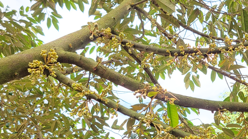 Bí Quyết Kéo Mắt Cua Sầu Riêng Mùa Nghịch keo-mat-cua-sau-rieng-mua-nghich