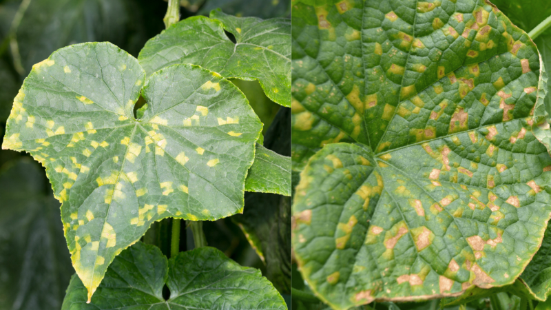 Top 6 Bệnh Rau Màu Thường Gặp