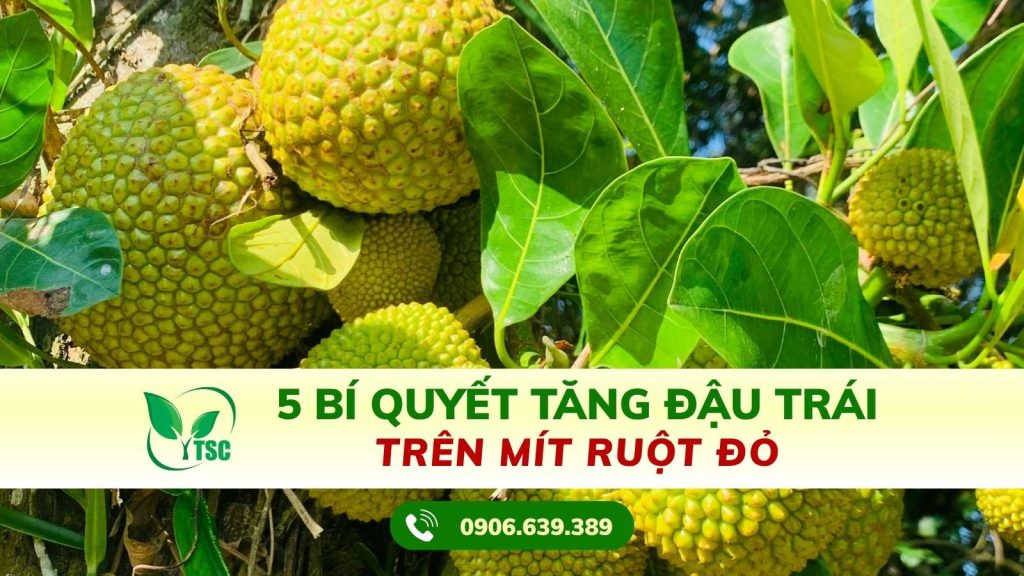 5 Bí Quyết Tăng Đậu Trái Trên Mít Ruột Đỏ 5-bi-quyet-tang-dau-trai-tren-mit-ruot-do