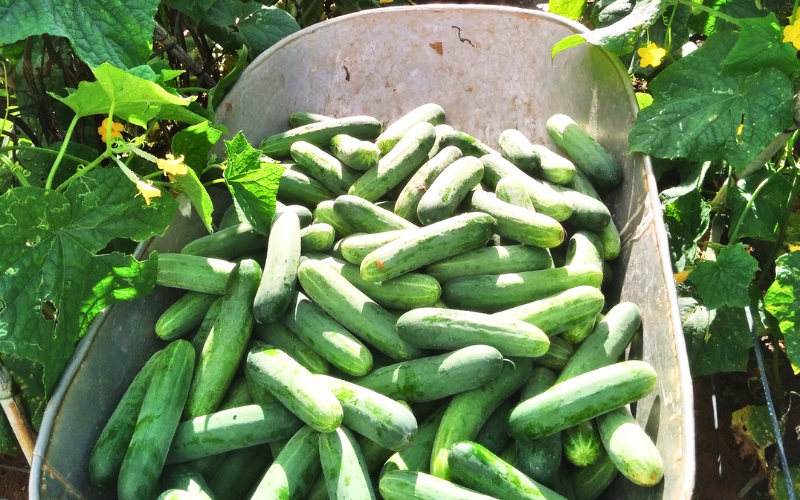 Hướng Dẫn Đi Phân Bón Cho Dưa Leo huong-dan-di-phan-bon-cho-dua-leo