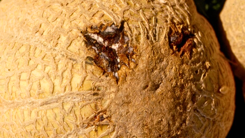 Top 6 Bệnh Rau Màu Thường Gặp