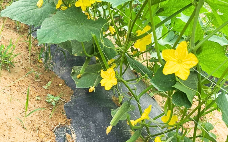 Hướng Dẫn Đi Phân Bón Cho Dưa Leo Hướng Dẫn Đi Phân Bón Cho Dưa Leo