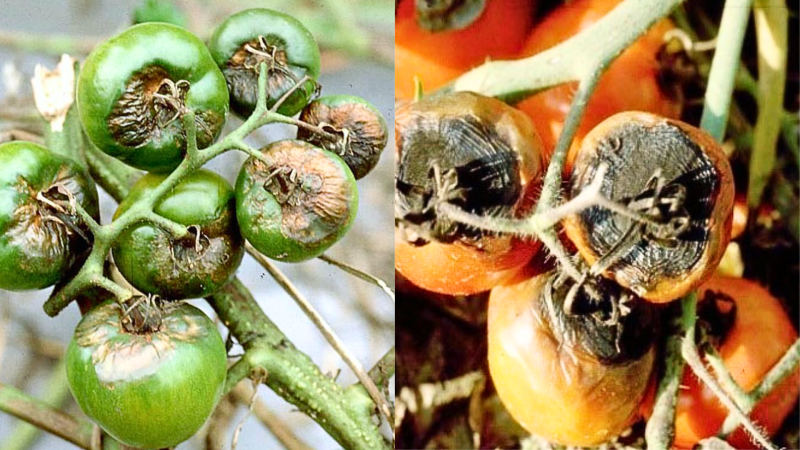 Top 6 Bệnh Rau Màu Thường Gặp