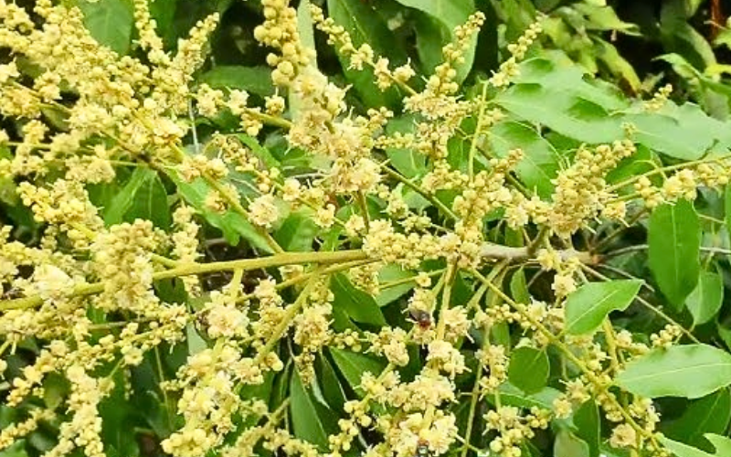 Dưỡng Bông Nhãn Indo Ra Hoa Rộ, Đậu Trái Cao