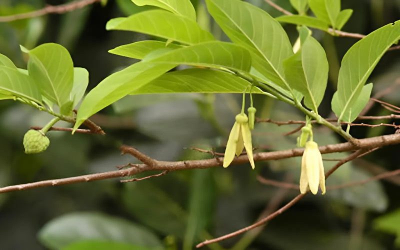 Kích Bông Na Mùa Nghịch Hiệu Quả