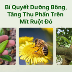 Bí Quyết Dưỡng Bông, Tăng Tỉ Lệ Thụ Phấn Mít Ruột Đỏ Giúp Trái To, Trái Đạt Chuẩn Top 1