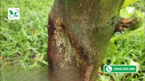 Cách Phòng Ngừa Bệnh Nấm Hồng Trên Cây Mít Thái benh-nam-hong-tren-cay-mit
