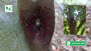 Cách Phòng Ngừa Bệnh Nấm Hồng Trên Cây Mít Thái benh-nam-hong-tren-cay-mit-thai