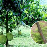 Cách Phòng Ngừa Bệnh Nấm Hồng Trên Cây Mít Thái