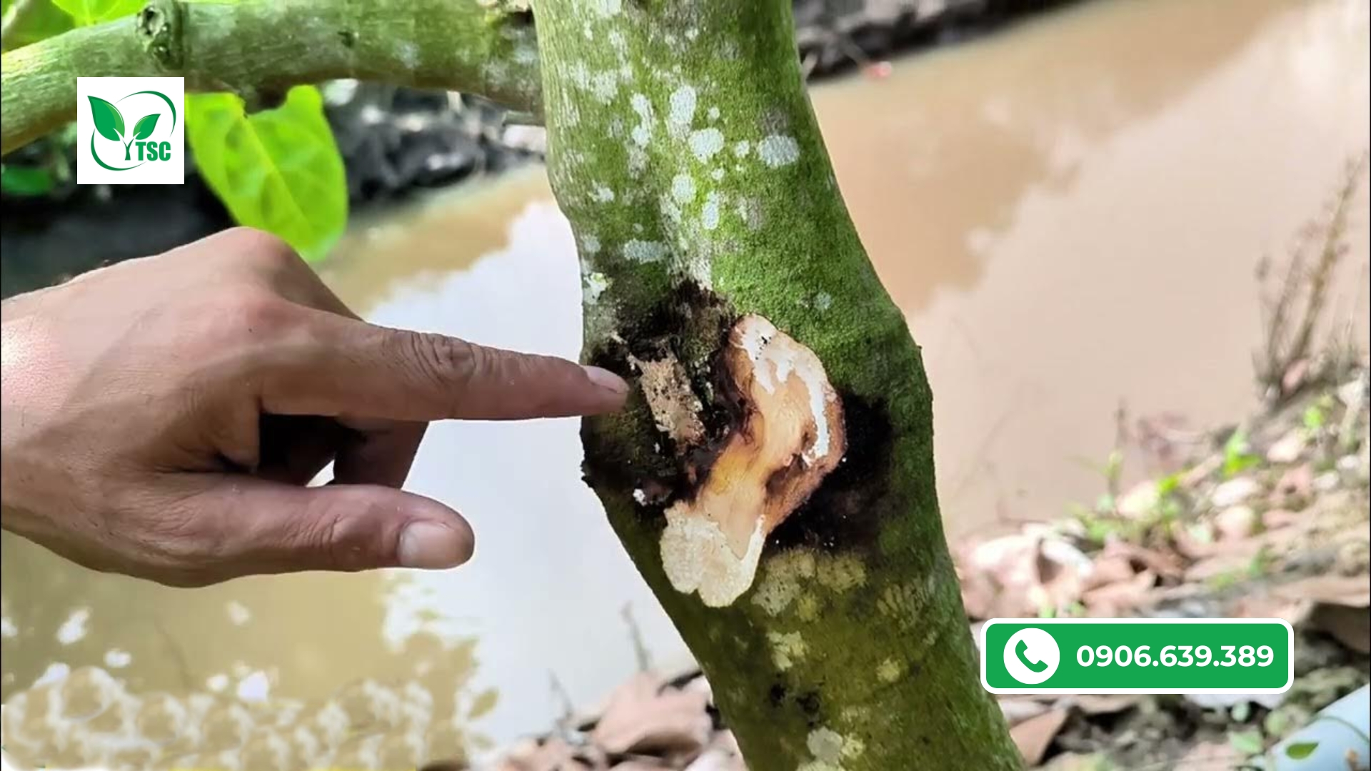 Cách Phòng Ngừa Bệnh Nấm Hồng Trên Cây Mít Thái benh-nam-hong-tren-cay-mit-thai-va-cach-xu-ly