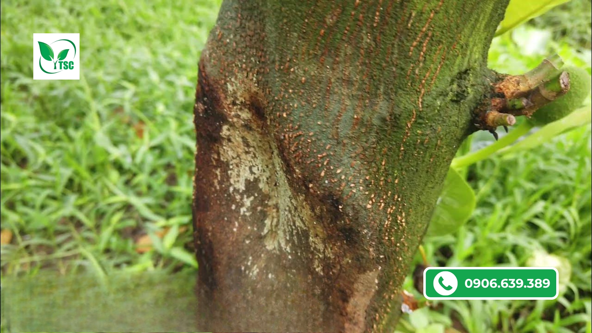 Cách Phòng Ngừa Bệnh Nấm Hồng Trên Cây Mít Thái benh-nam-hong-tren-cay-mit