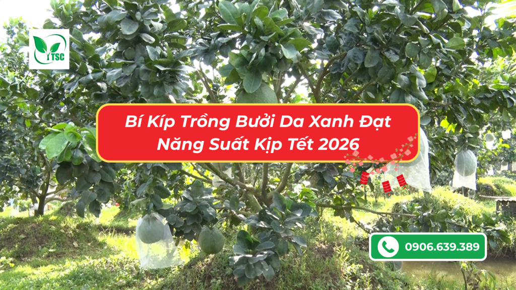 Bí Kíp Chăm Sóc Bưởi Da Xanh Lớn Nhanh, Xanh Trái, Đạt Năng Suất Cao Kịp Tết 2026 bi-quyet-cham-soc-buoi-da-xanh-kip-choi-tet-2026