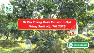 bi-quyet-cham-soc-buoi-da-xanh-kip-choi-tet-2026
