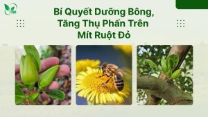 Bí quyết dưỡng bông mít trên mít ruột đỏ