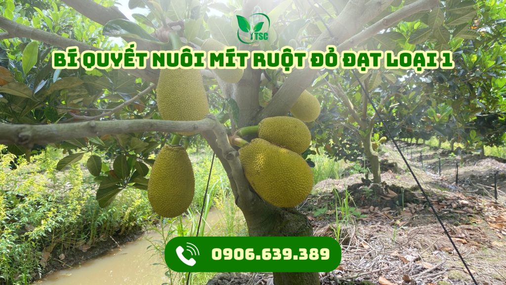 Bí Quyết Nuôi Mít Ruột Đỏ Đạt Loại 1 - Trái To, Múi dày, Giá Bán Cao bi-quyet-nuoi-mit-ruot-do-dat-loai-1-1
