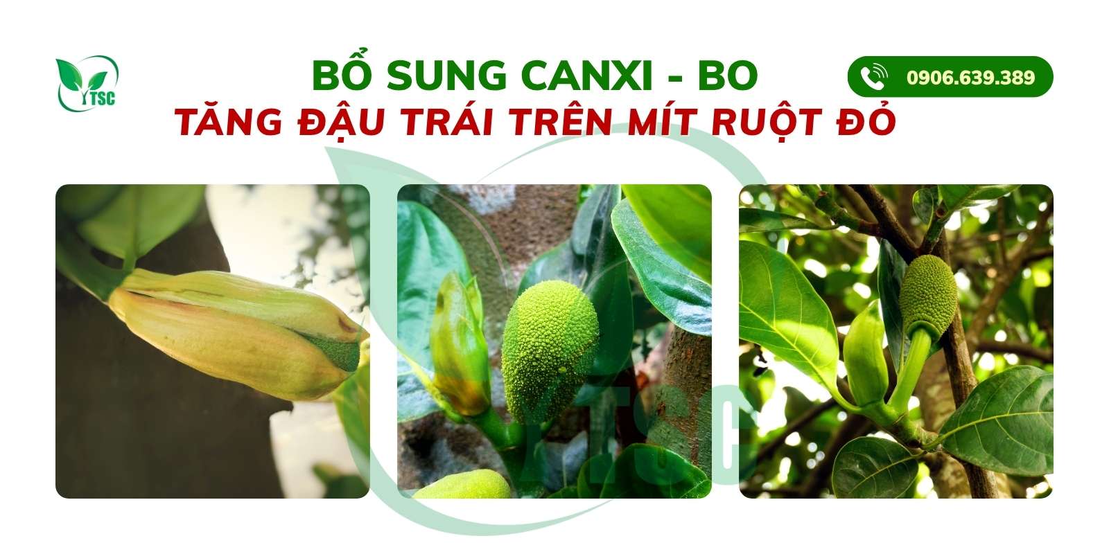 5 Bí Quyết Tăng Đậu Trái Trên Mít Ruột Đỏ Bổ sung Canxi - Bo giúp tăng đậu trái trên mít ruột đỏ