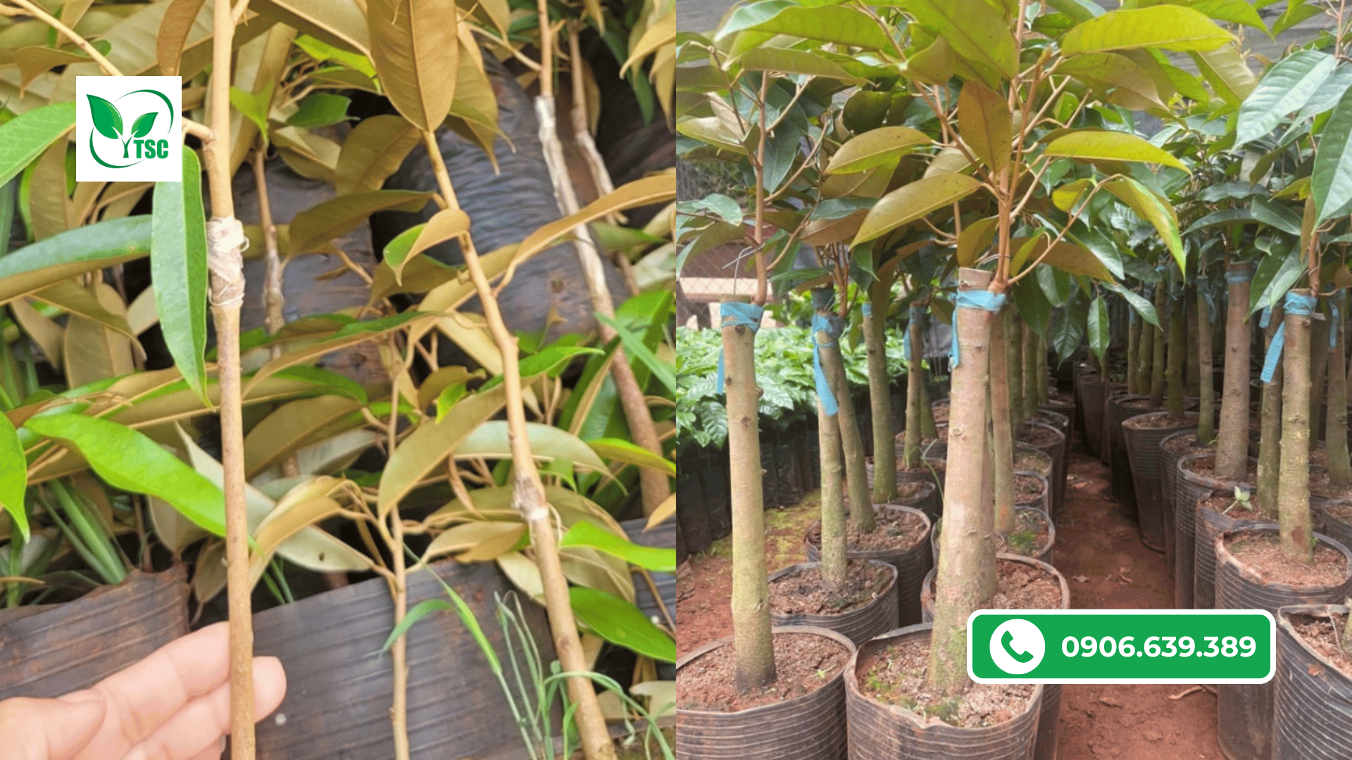 Cách Trồng Sầu Riêng Mau Lớn, Trái To, Đạt Chuẩn Chất Lượng cach-trong-sau-rieng-mau-lon