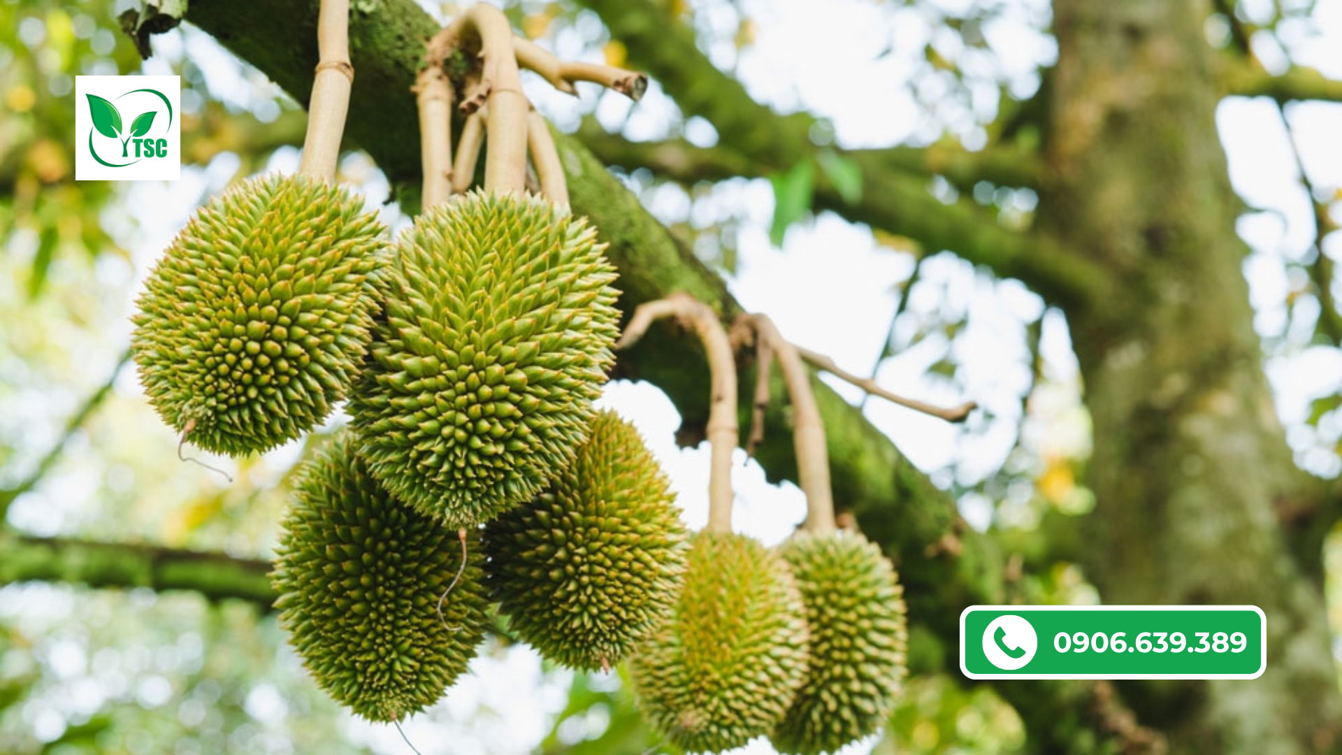 Cách Trồng Sầu Riêng Mau Lớn, Trái To, Đạt Chuẩn Chất Lượng cach-nuoi-trai-sau-rieng-mau-lon