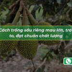 Cách Trồng Sầu Riêng Mau Lớn, Trái To, Đạt Chuẩn Chất Lượng