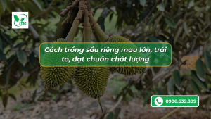 Cách trồng sầu riêng mau lớn, trái to, đạt chuẩn