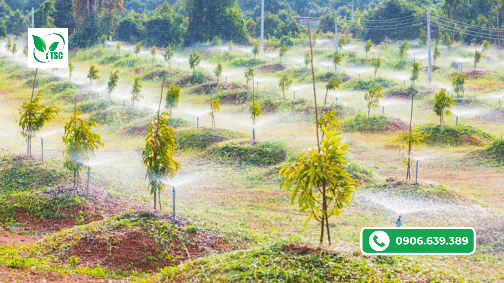 Cách Trồng Sầu Riêng Mau Lớn, Trái To, Đạt Chuẩn Chất Lượng cach-trong-sau-rieng-mau-lon