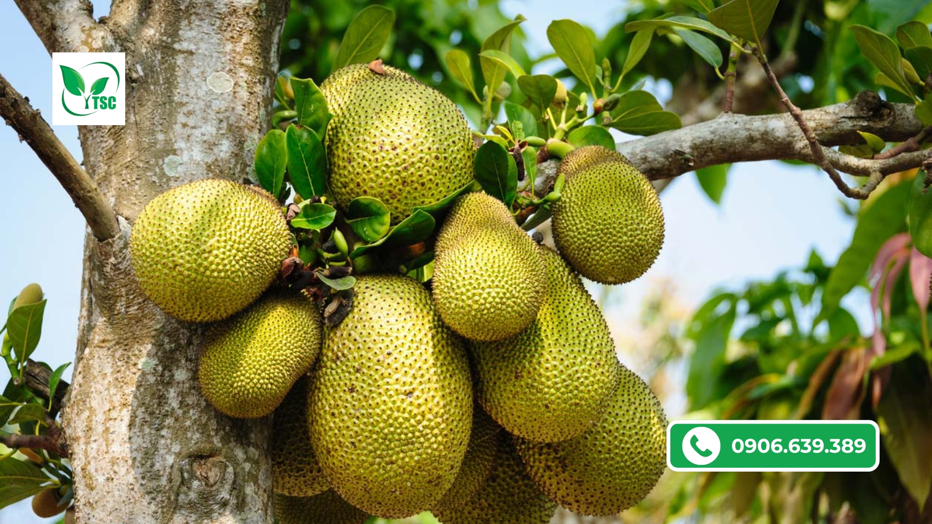 Mít Bị Thối Trái - Nguyên Nhân Và Cách Xử Lý cach-xu-ly-mit-bi-thoi-trai