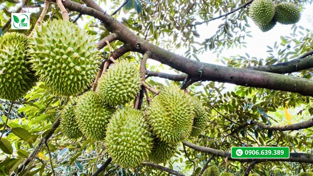 Quy Trình Chăm Sóc Sầu Riêng Ri6 Đang Mang Trái Chăm Sóc Sầu Riêng Ri6 Đang Mang Trái