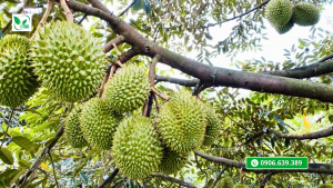 Chăm Sóc Sầu Riêng Ri6 Đang Mang Trái