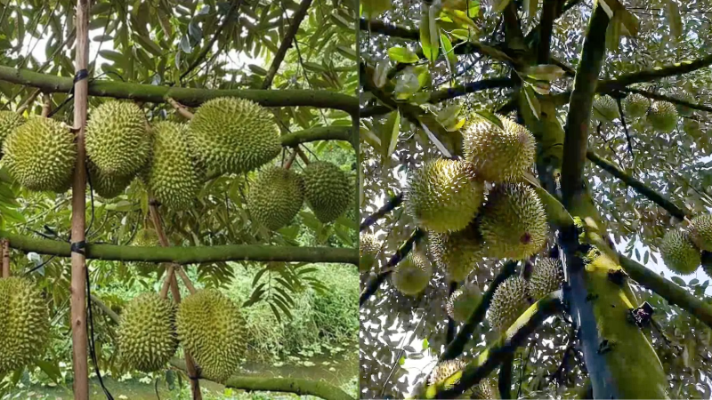 Quy Trình Chăm Sóc Sầu Riêng Ri6 Đang Mang Trái cham-soc-sau-rieng-ri6-dang-mang-trai