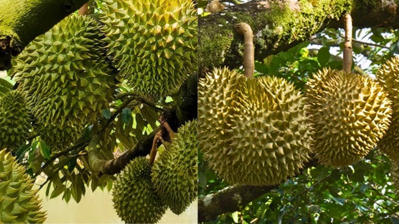 Quy Trình Chăm Sóc Sầu Riêng Ri6 Đang Mang Trái cham-soc-sau-rieng-ri6-dang-mang-trai