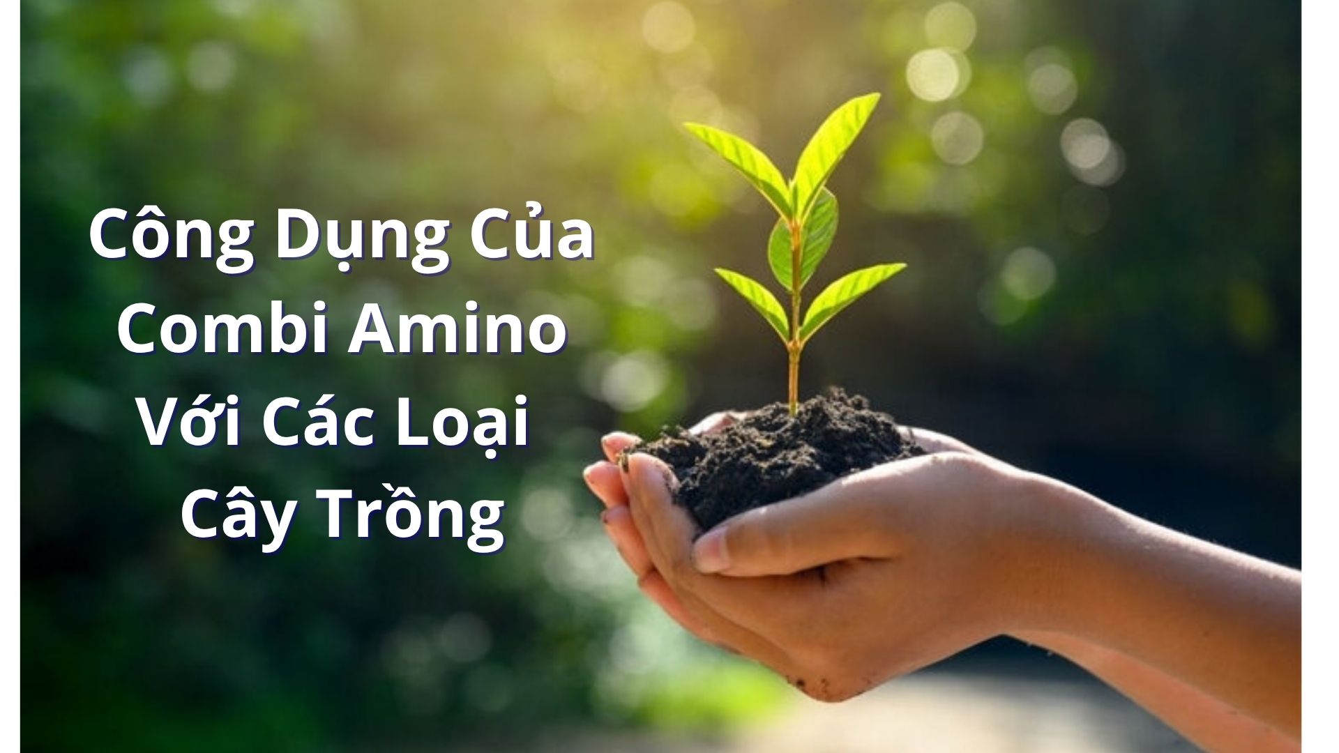 Công dụng của Combi Amino