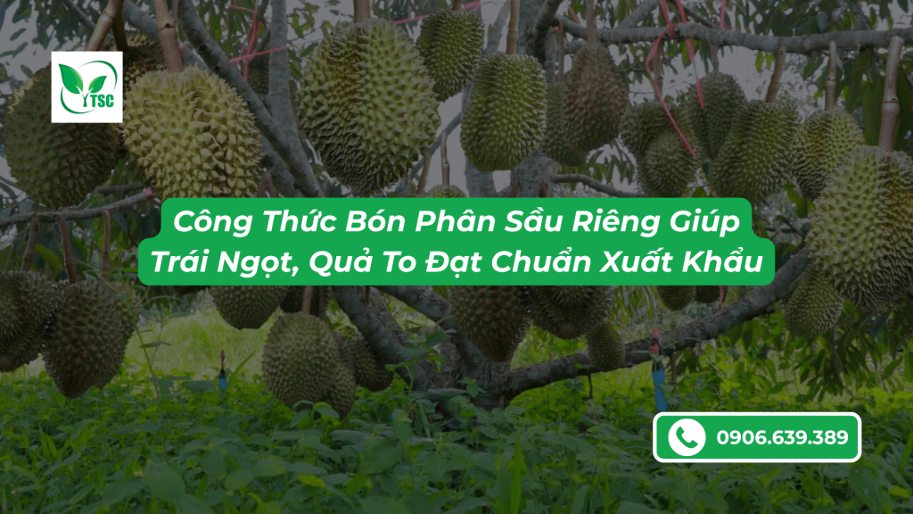 Công thức bón phân sầu riêng đạt chuẩn xuất khẩu
