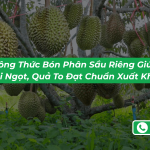 Công Thức Bón Phân Sầu Riêng Giúp Trái Ngọt, Quả To Đạt Chuẩn Xuất Khẩu Năm 2026