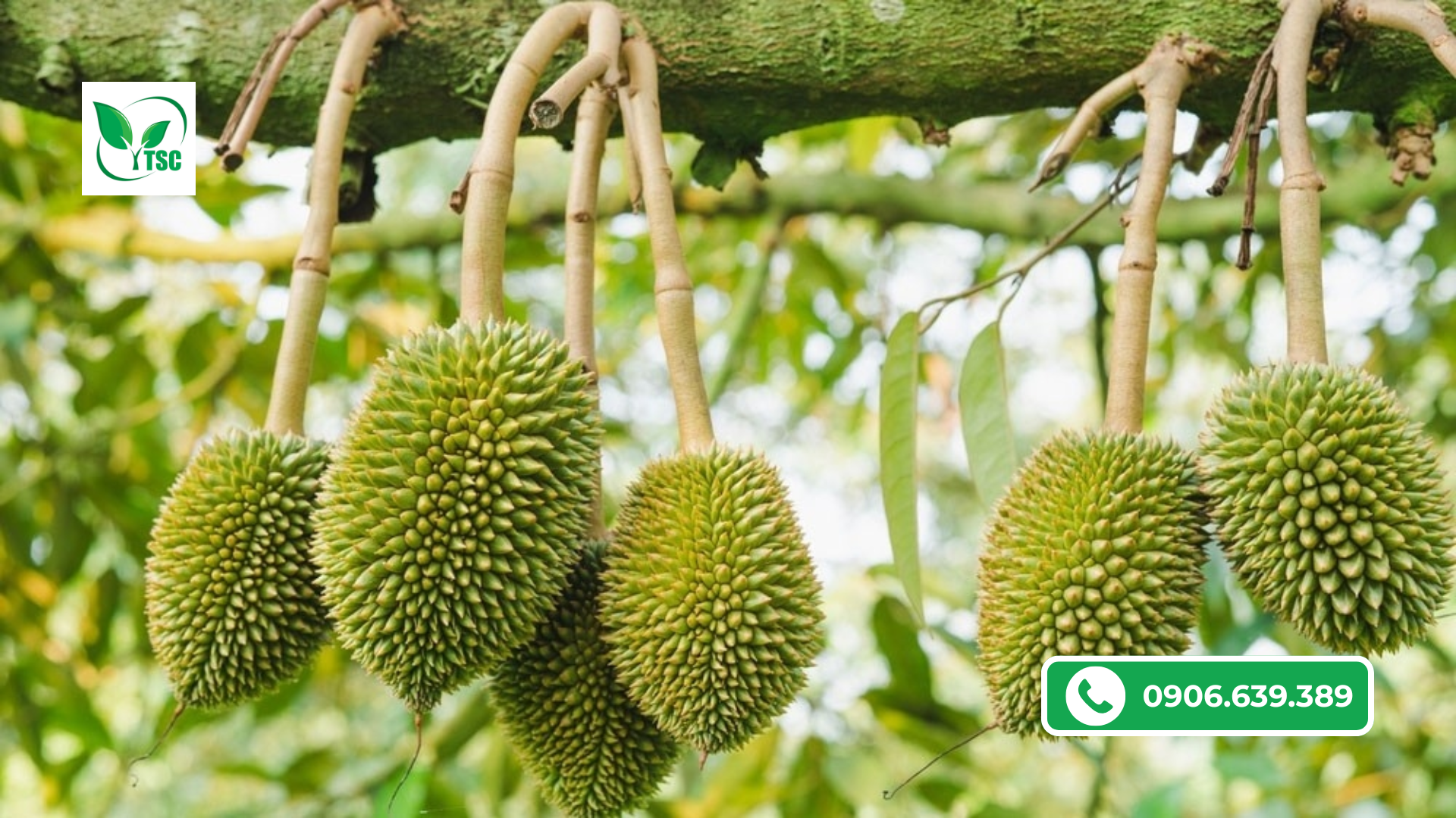 Công Thức Bón Phân Sầu Riêng Giúp Trái Ngọt, Quả To Đạt Chuẩn Xuất Khẩu Năm 2026 cong-thuc-bon-phan-sau-rieng-chuan-xuat-khau