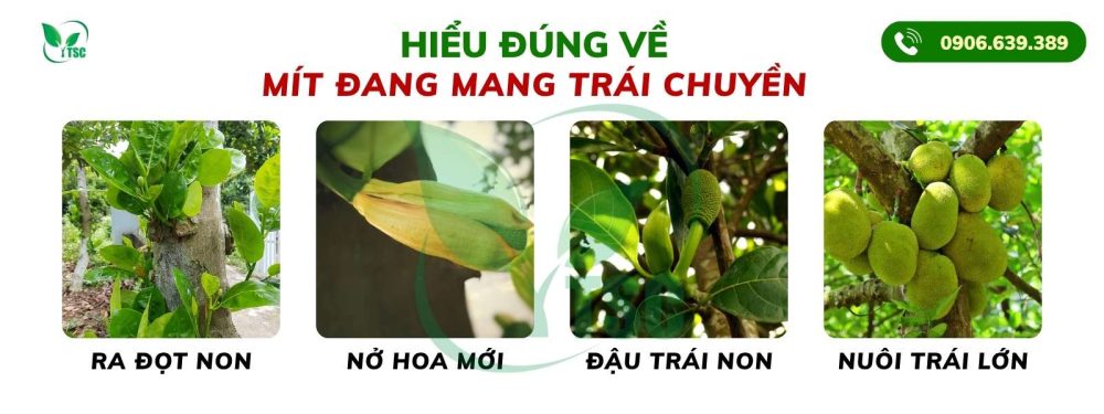 Cách Đi Phân Bón Nuôi Mít Đang Mang Trái Chuyền Hiểu đúng về mít đang mang trái chuyền