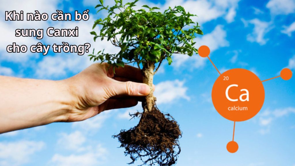 Khi Nào Cần Bổ Sung Canxi Cho Cây Trồng? Dấu Hiệu Và Cách Bón Hiệu Quả Nhất Bổ sung Canxi cho cây trồng