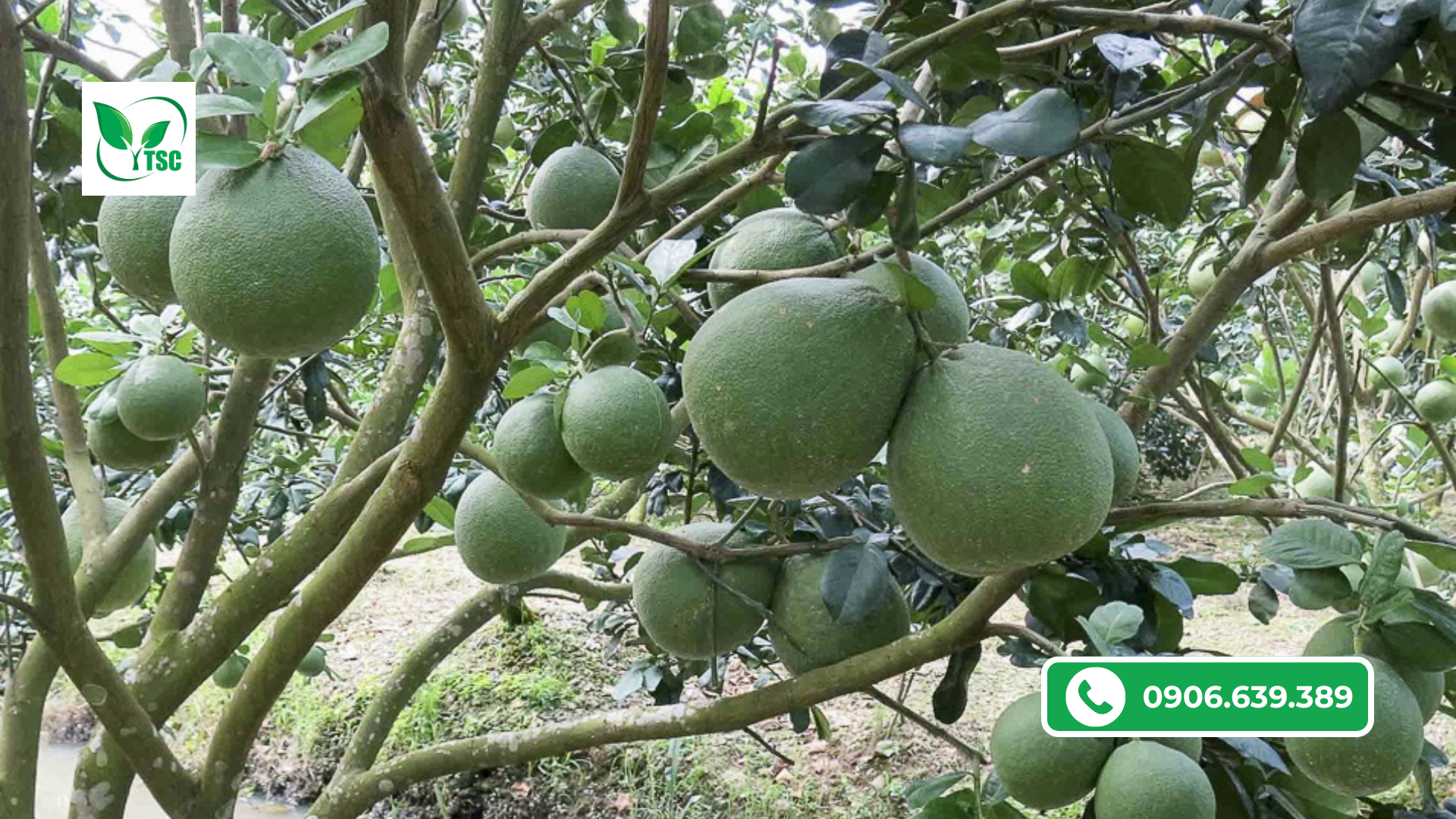 Bí Kíp Chăm Sóc Bưởi Da Xanh Lớn Nhanh, Xanh Trái, Đạt Năng Suất Cao Kịp Tết 2026 ky-thuat-cham-soc-buoi-da-xanh-lon-trai-nhanh