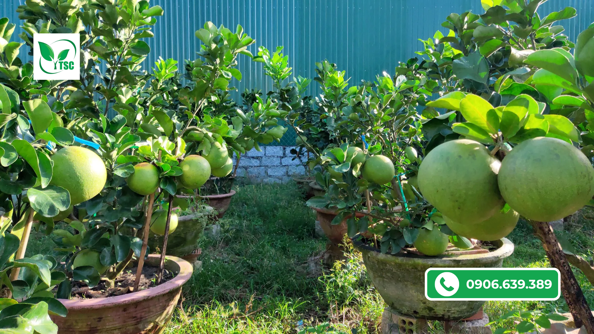 Bí Kíp Chăm Sóc Bưởi Da Xanh Lớn Nhanh, Xanh Trái, Đạt Năng Suất Cao Kịp Tết 2026 ky-thuat-cham-soc-buoi-da-xanh-tet-2026