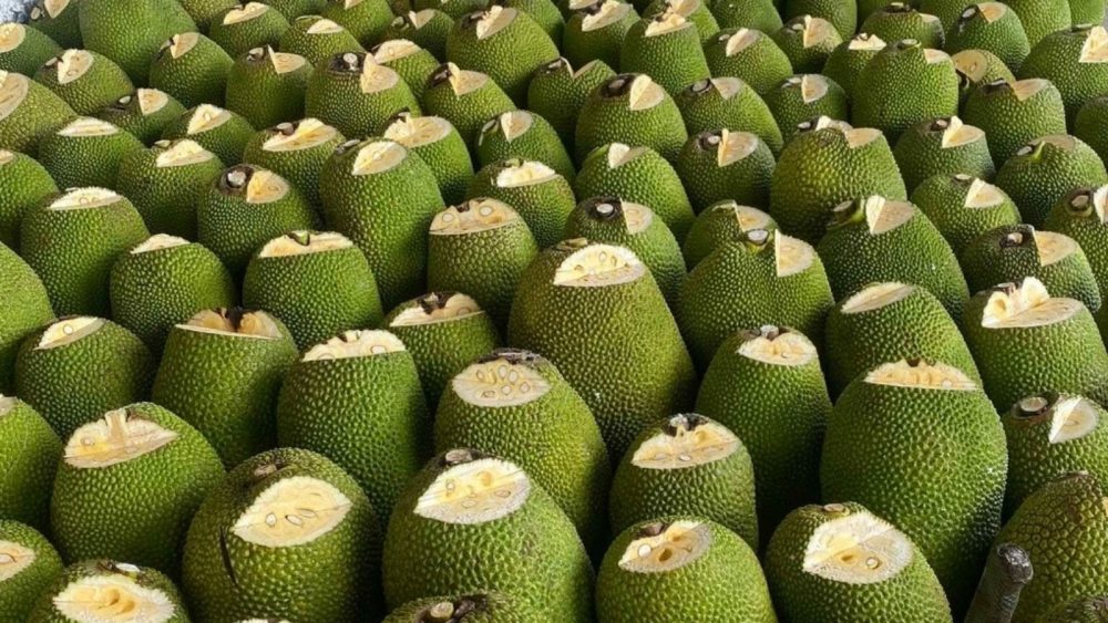 Phân Xô Nuôi Trái Mít Nặng Ký, Bán Giá Cao - Tăng Hấp Thu Dinh Dưỡng, Nuôi Trái Lớn Khỏe mit-nang-ky-gia-ban-cao