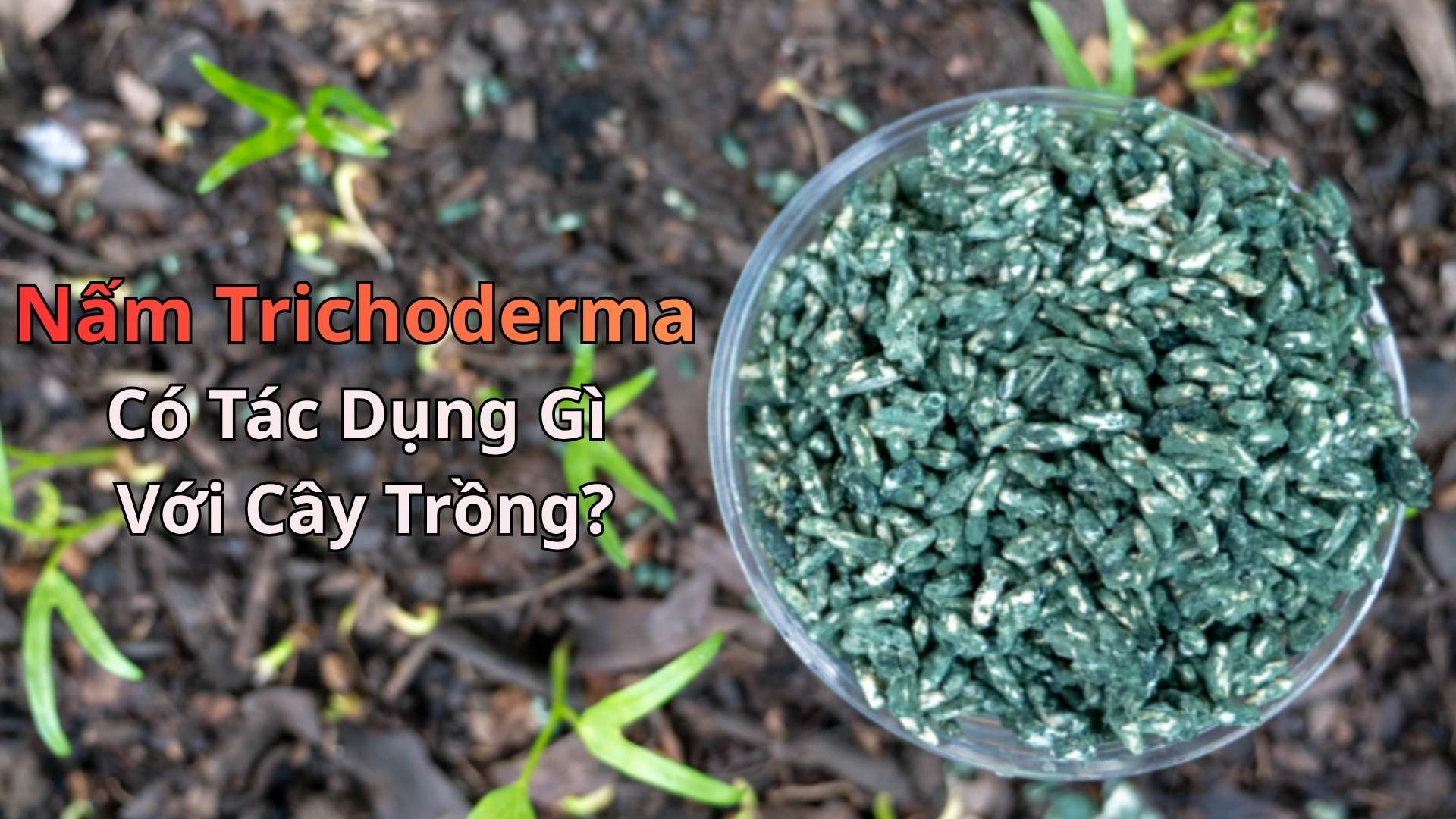 Nấm Trichoderma có tác dụng gì với cây trồng