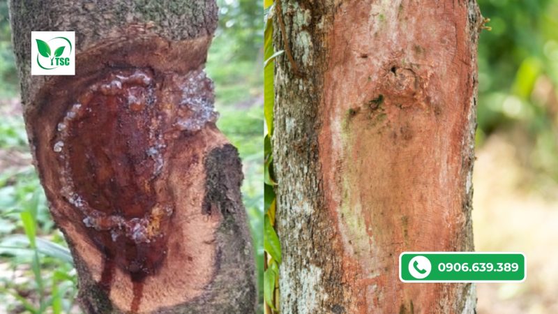 Nứt Thân Xì Mủ Trên Cây Mít Có Chữa Được Không? 4 Bước Xử Lý Đơn Giản Hiệu Quả nguyen nhan gay ra nut than xi mu tren cay mit