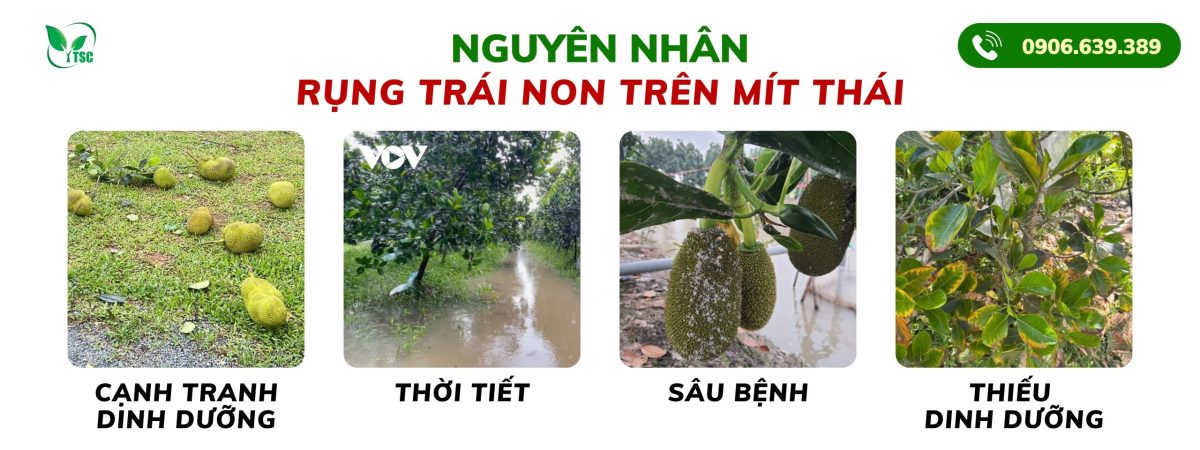 nguyen-nhan-rung-trai-non-tren-mit-thai