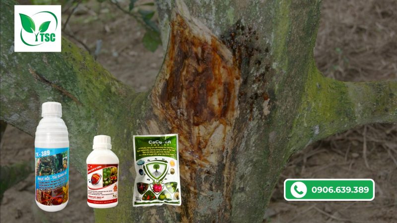 Nứt Thân Xì Mủ Trên Cây Mít Có Chữa Được Không? 4 Bước Xử Lý Đơn Giản Hiệu Quả cach phong benh nut than xi mu tren cay mit
