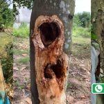 Nứt Thân Xì Mủ Trên Cây Mít Có Chữa Được Không? 4 Bước Xử Lý Đơn Giản Hiệu Quả