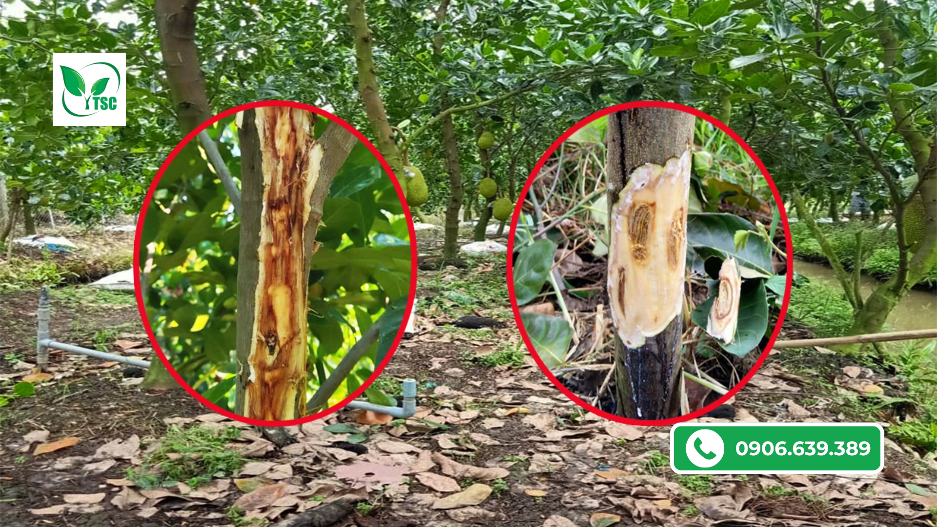 Nứt Thân Xì Mủ Trên Cây Mít Có Chữa Được Không? 4 Bước Xử Lý Đơn Giản Hiệu Quả nut-than-xi-mu-tren-cay-mit-chua-duoc-khong