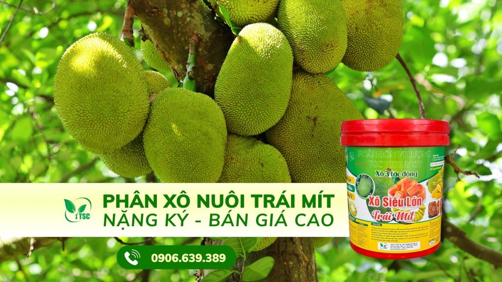 Phân Xô Nuôi Trái Mít Nặng Ký, Bán Giá Cao - Tăng Hấp Thu Dinh Dưỡng, Nuôi Trái Lớn Khỏe phan-xo-nuoi-trai-mit