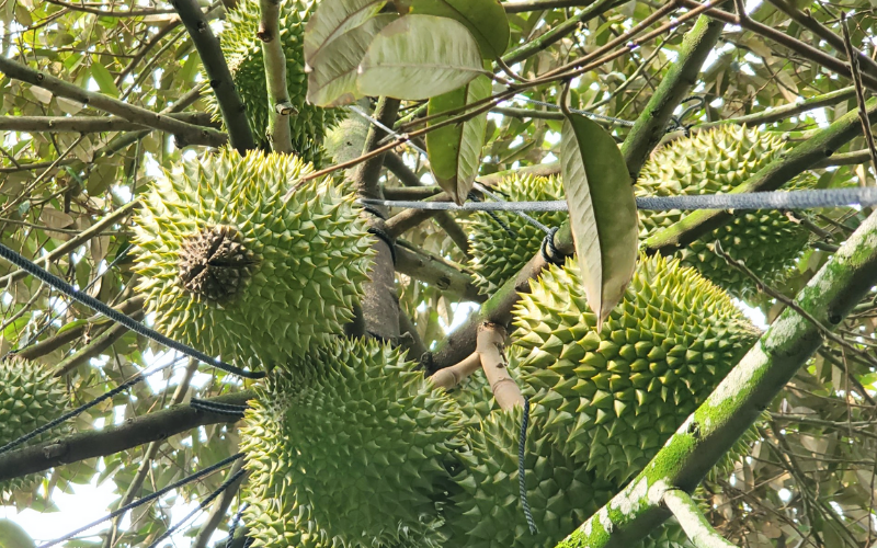 cach-phong-ngua-thoi-dit-trai-sau-rieng