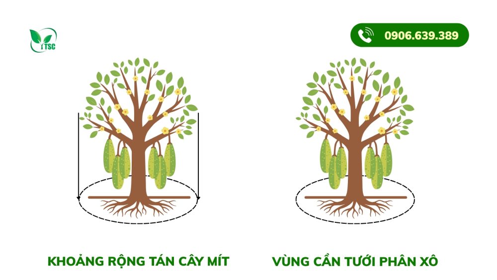 Phân Xô Nuôi Trái Mít Nặng Ký, Bán Giá Cao - Tăng Hấp Thu Dinh Dưỡng, Nuôi Trái Lớn Khỏe cach-tuoi-phan-xo-nuoi-trai-mit-dung-ky-thuat